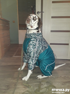 фотография: Про Конопатого... просим совета фото: Про Конопатого... просим совета