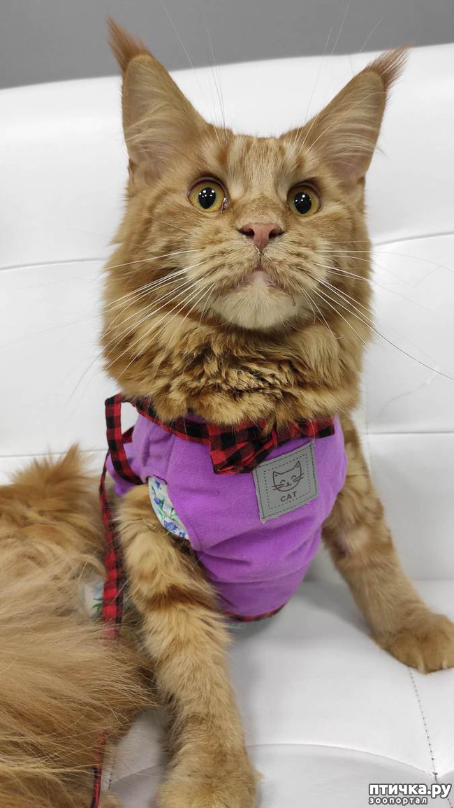 ���� 4: ���������� ���� ������)))