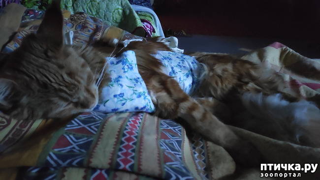 ���� 6: ���������� ���� ������)))