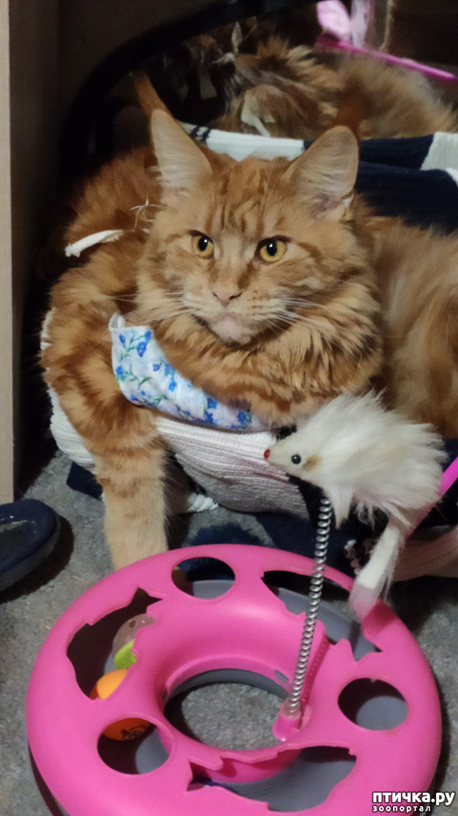 ���� 7: ���������� ���� ������)))