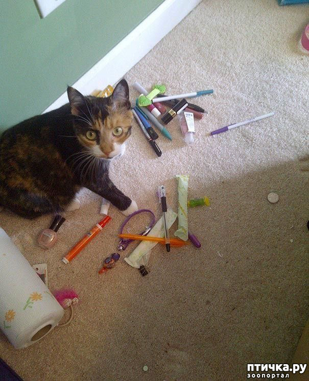 ���� 11: ��������� �� ���������...