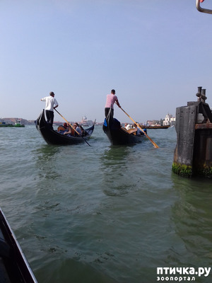 ����: �������