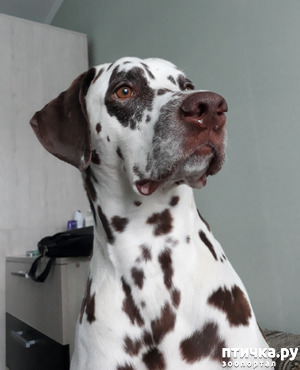 ����: ���������. �����������...