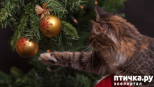 ����: ����