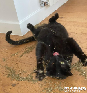 ����: ������� ��������, �������� �� ������������)