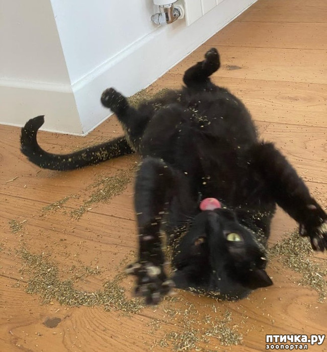 ���� 1: ������� ��������, �������� �� ������������)