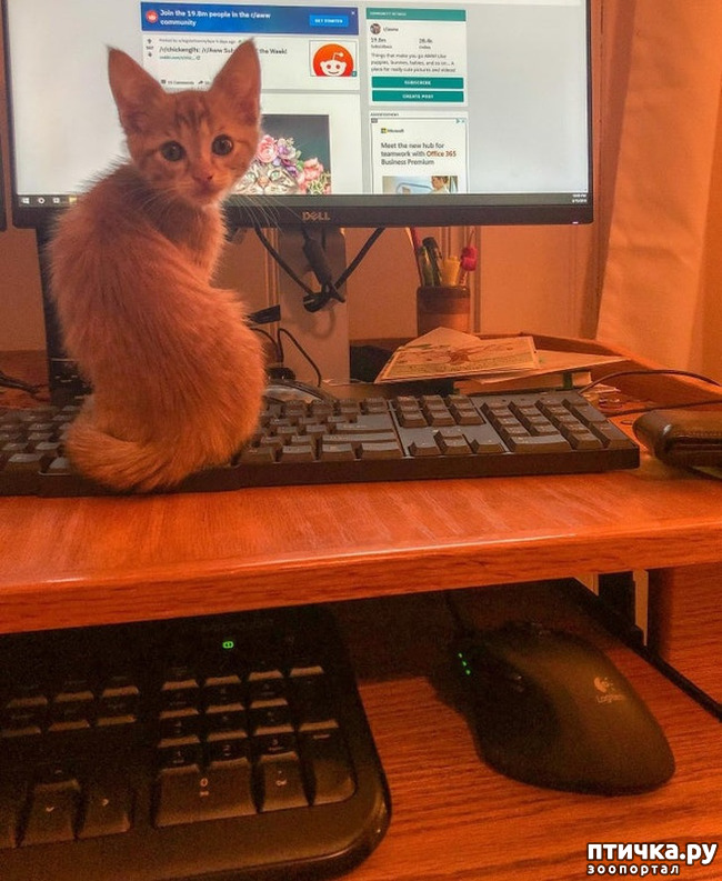 ���� 3: ������� ��������, �������� �� ������������)