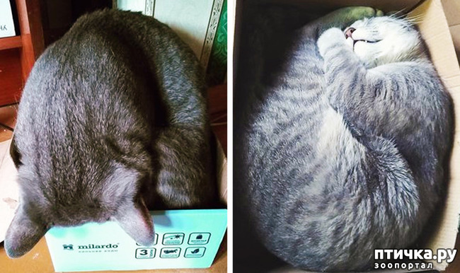 ���� 4: ������� ��������, �������� �� ������������)