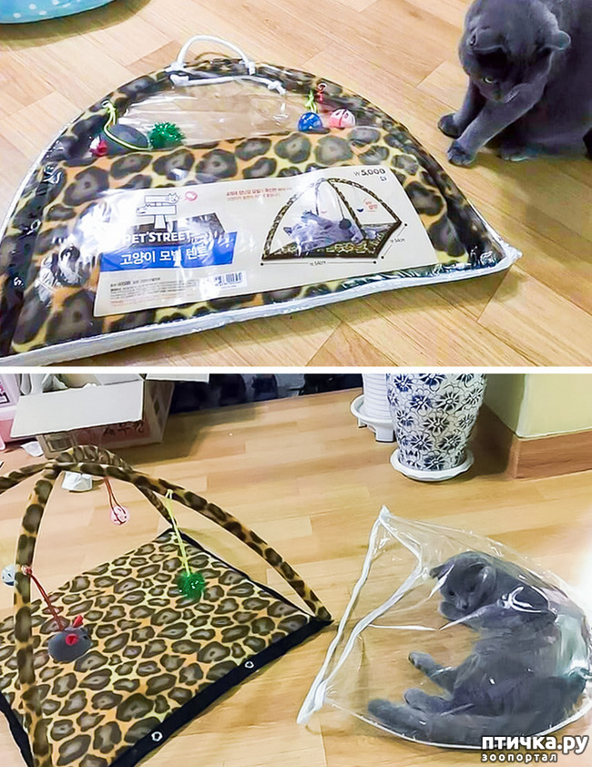 ���� 5: ������� ��������, �������� �� ������������)