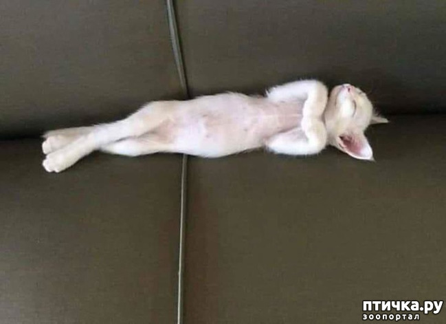 ���� 6: ������� ��������, �������� �� ������������)