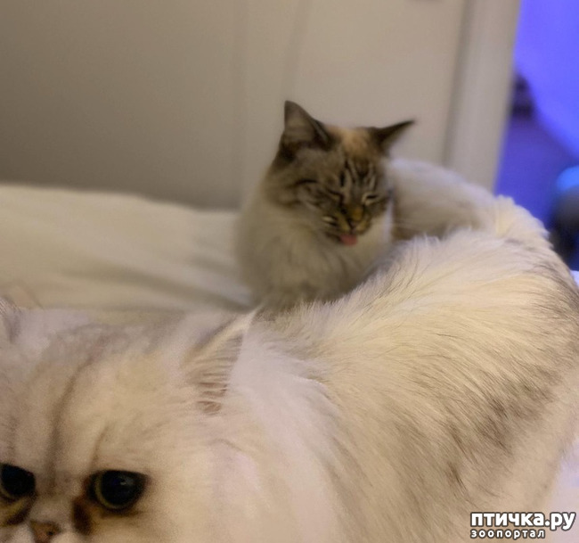 ���� 7: ������� ��������, �������� �� ������������)