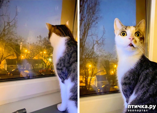 ���� 8: ������� ��������, �������� �� ������������)