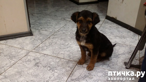 фотография: Освоились. Позируем) Фото Рэкса. фото: Освоились. Позируем) Фото Рэкса.