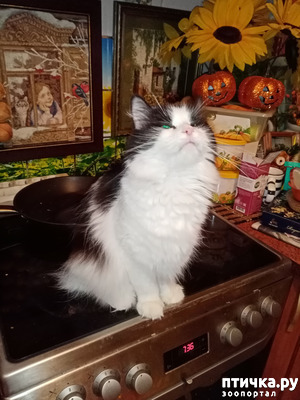 фотография: С Новым Годом от моих клушек!!! фото: С Новым Годом от моих клушек!!!