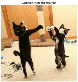 ����: ��������