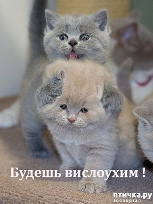 ����: ������� ����