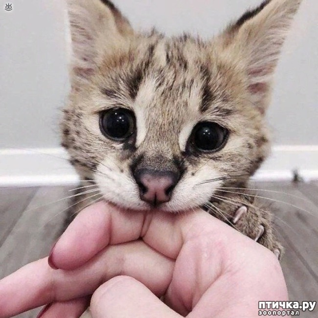 ���� 2: ������ ��� �������� 