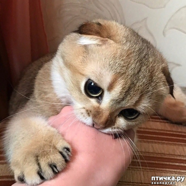 ���� 7: ������ ��� �������� 