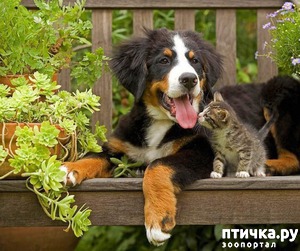 ����: ������� ��� ���������� �����