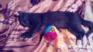 ����: ���� ������� �������, ���� ����