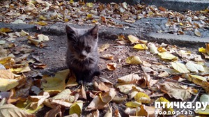 ����: �� ���-�� ����