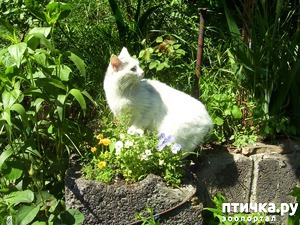 ����: ������������ � ��������� ���������. ������� ������