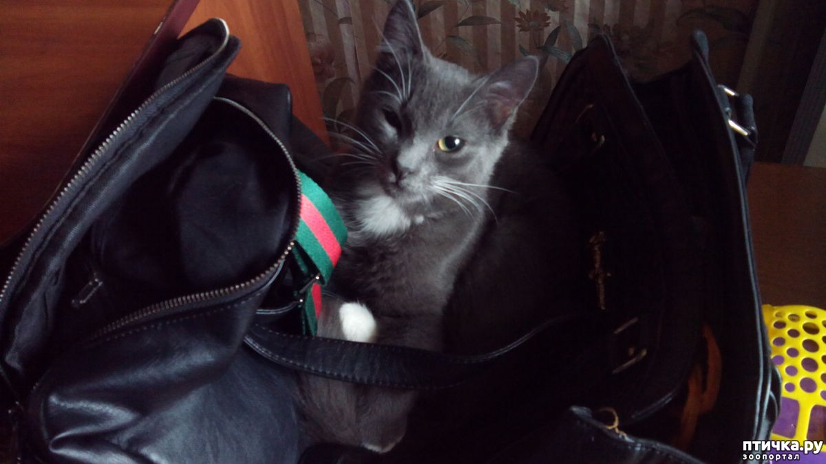 Кот и сумки — обсуждение в группе "Кошки" | Птичка.ру