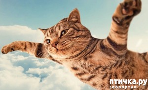 ����: �. �������, �. �������: ������� �� ���� ������� ��� ���� �������