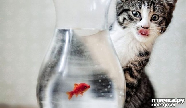 ���� 2: �����������: ��� ����� ���������!