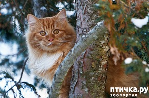 ����: ������� � ���������� � ������