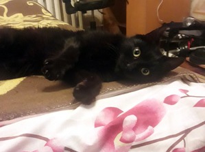 ����: ���.