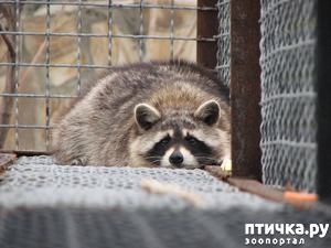 ����: ���������� ��������� ���.