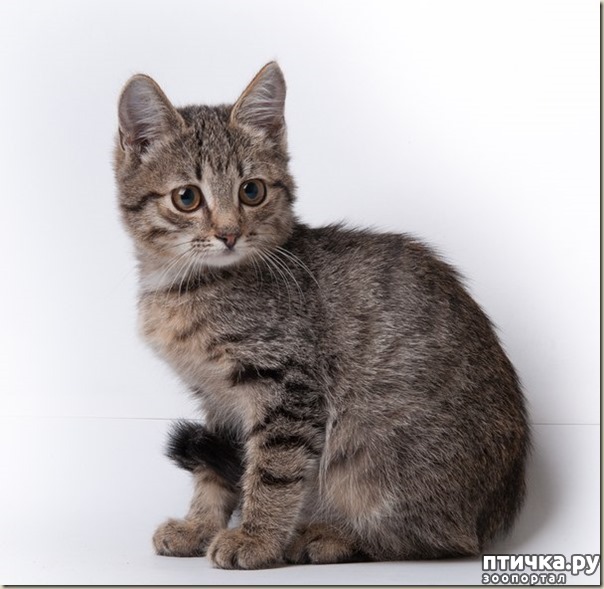 ���� 3: ���������� ������� ��� ���� ������