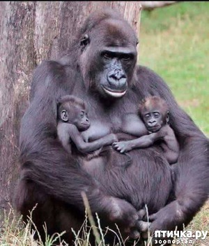 ����: �������