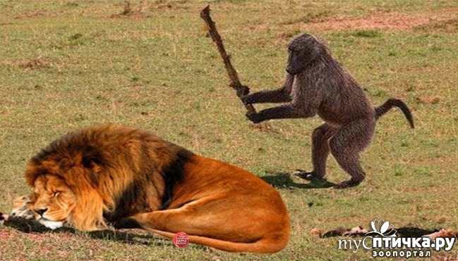 ���� 1: ��� ���������� �������?