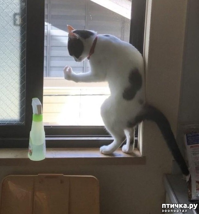 ���� 10: #���� � �������������� ��������, �������������� ������� ����������