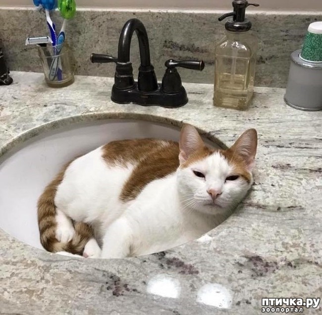 ���� 11: #���� � �������������� ��������, �������������� ������� ����������