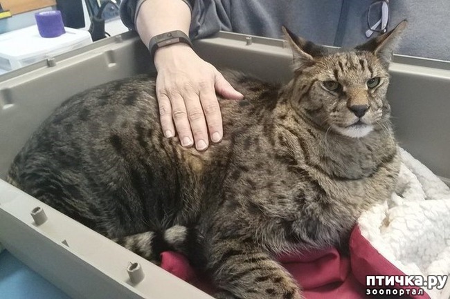 ���� 13: #���� � �������������� ��������, �������������� ������� ����������