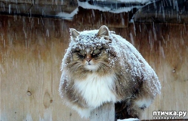 ���� 14: #���� � �������������� ��������, �������������� ������� ����������