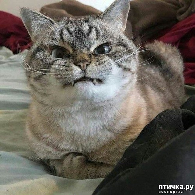 ���� 16: #���� � �������������� ��������, �������������� ������� ����������