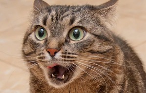 ����: ��� ����� ���� ( �� ������ ������ �� ��������������, ���� ����� ������)