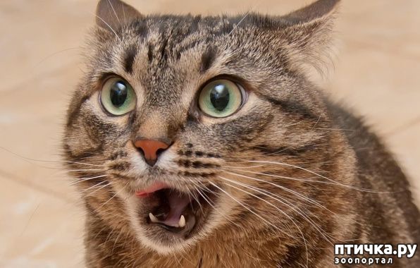 ���� 1: ��� ����� ���� ( �� ������ ������ �� ��������������, ���� ����� ������)