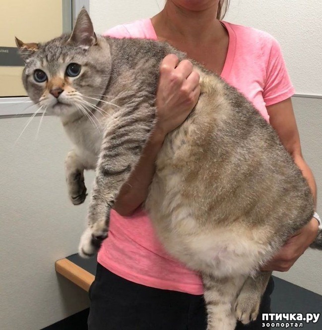 ���� 1: #���� � �������������� ��������, �������������� ������� ����������