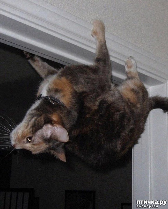 ���� 2: #���� � �������������� ��������, �������������� ������� ����������