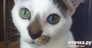 ����: ������������: ������ ���� � ������� �������.