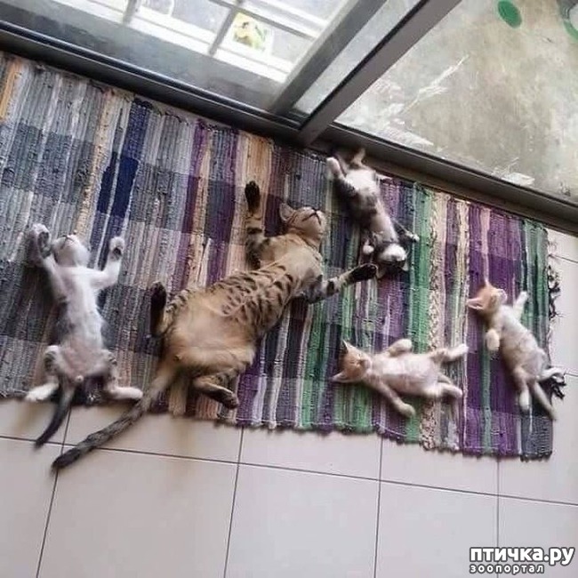 ���� 3: #���� � �������������� ��������, �������������� ������� ����������