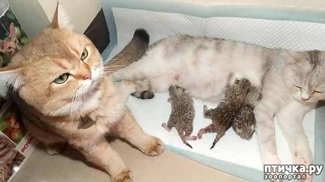 ���� 4: #���� � �������������� ��������, �������������� ������� ����������