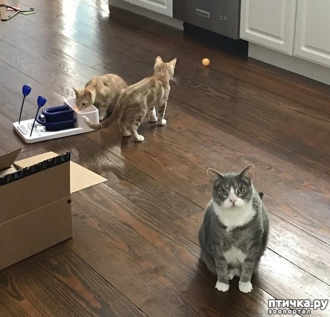 ���� 5: #���� � �������������� ��������, �������������� ������� ����������