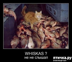 ����: ��� ����� � ���� �����...