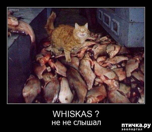 ���� 1: ��� ����� � ���� �����...